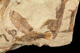 Fossil Fish (Gosiutichthys) Mortality Plate - Lake Gosiute #71794-2